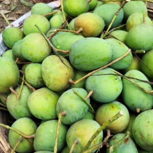 হিমসাগর-১২ কেজি