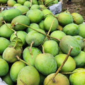 হিমসাগর - ২৪ কেজি